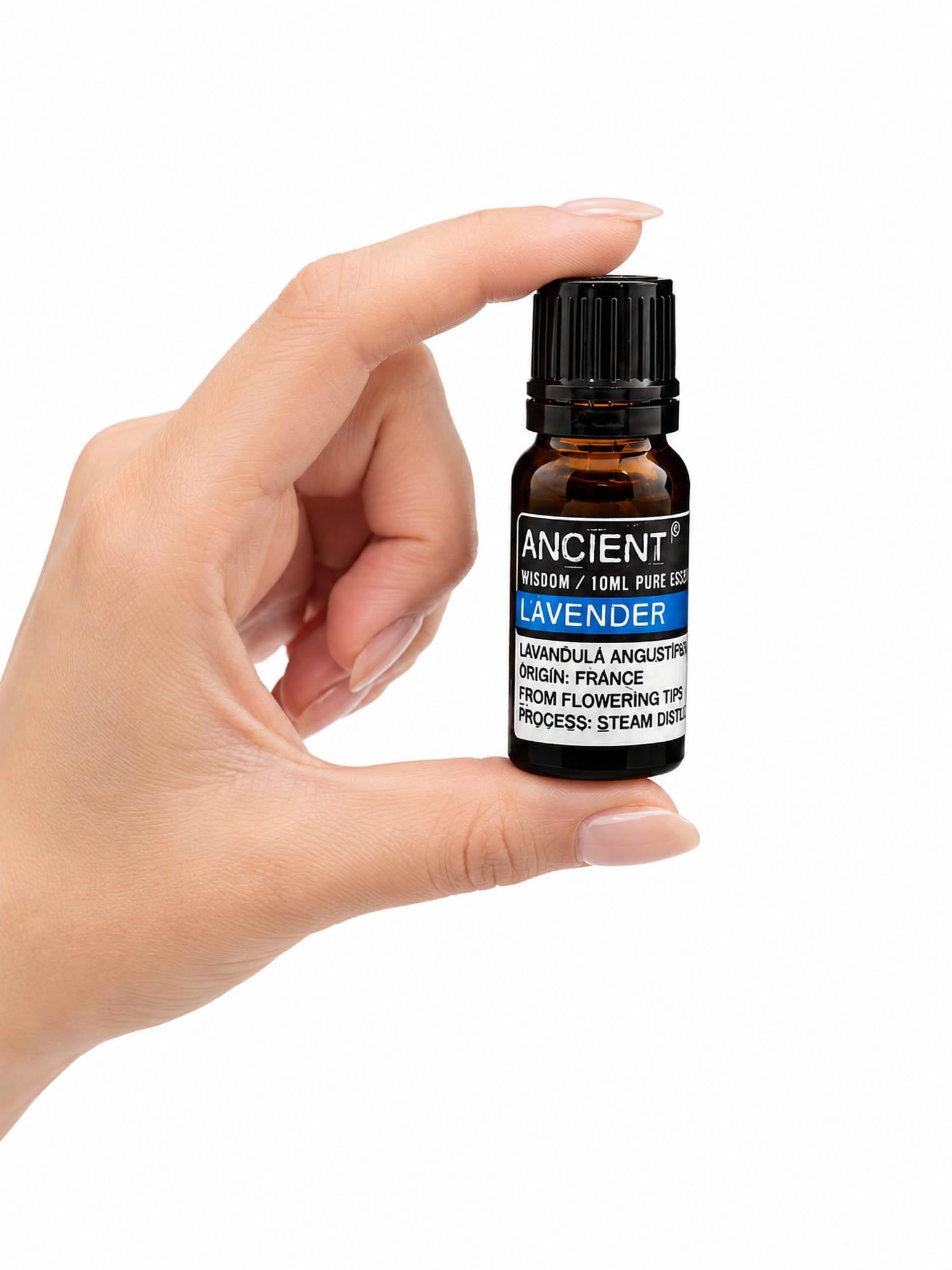 Hand holding small amber French Lavender essential oil bottle with blue-banded label and black cap.